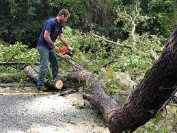 Best Hazardous Tree Removal  in Cedar Hill, TX